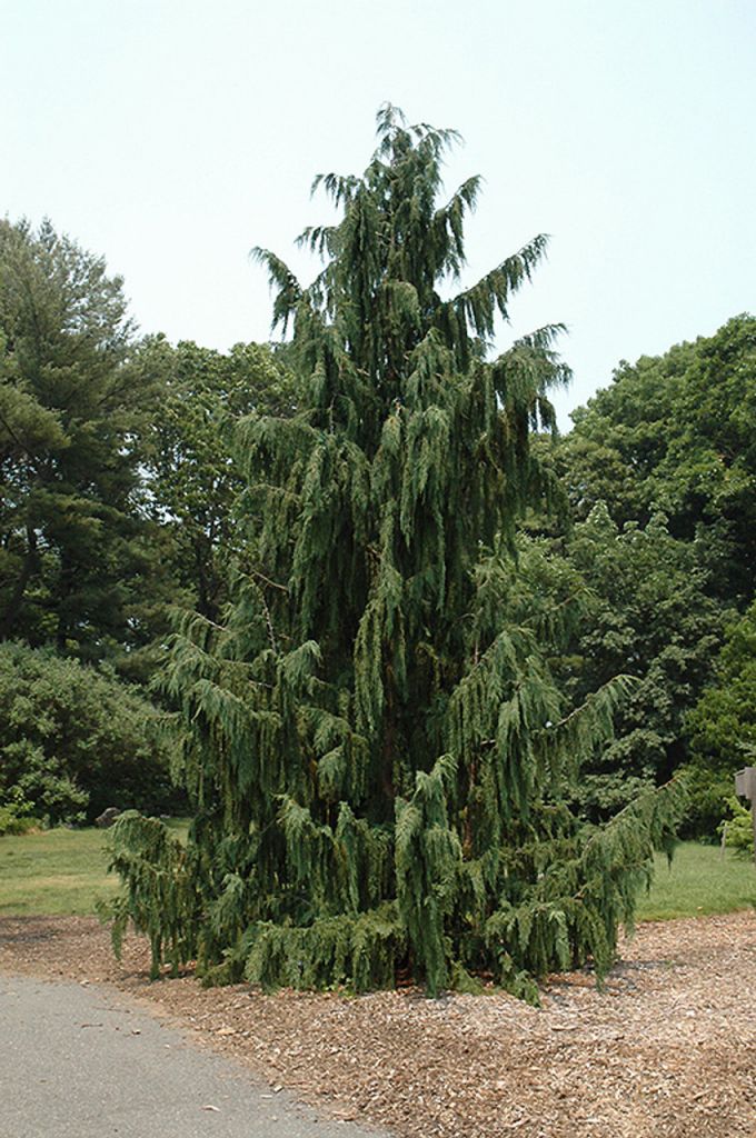 nootkatensis glauca pendula.jpg
